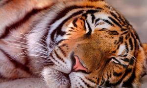 Что значит сон, в котором видишь тигра?
