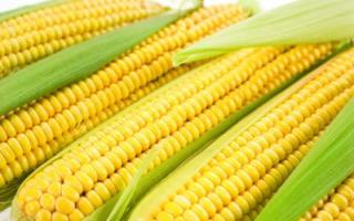 Как в кастрюле сварить кукурузу в початках (свежую и старую)